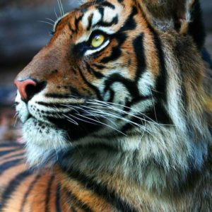 Тигр - краткое описание и фото - для детей