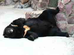Гималайский медведь – Красная книга МСОП – кратко описание, фото