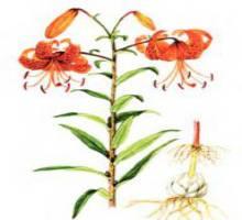 Лилия ланцетолистная – Красная книга – кратко описание, фото
