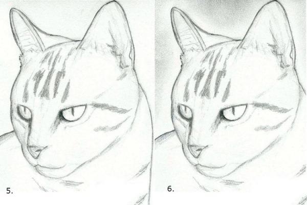 Как пошагово нарисовать морду кошки