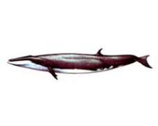 Сейвал (ивасевый кит) – Красная книга – кратко описание, фото