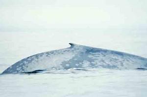 Голубой кит – Красная книга МСОП – кратко описание, фото