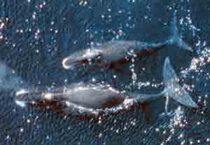 Гренландский кит. Красная книга мира – Красная книга МСОП – кратко описание, фото