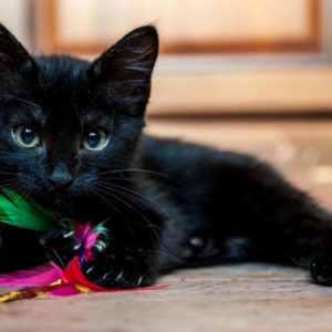 Как назвать черного котенка? - Это интересно