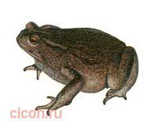 Кавказская жаба – Красная книга – кратко описание, фото