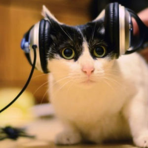 Звуки для кошек: реакция, слушать  приятные, успокаивающие - Это интересно