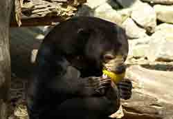 Малайский медведь – Красная книга МСОП – кратко описание, фото