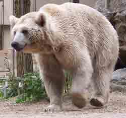 Сирийский бурый медведь – Красная книга МСОП – кратко описание, фото