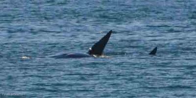 Южный кит – Красная книга МСОП – кратко описание, фото
