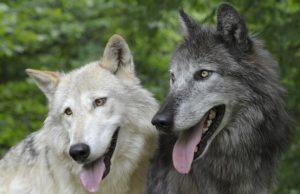 Сказка о собаке - Константин Ушинский - Волк и собака - с картинками читать онлайн