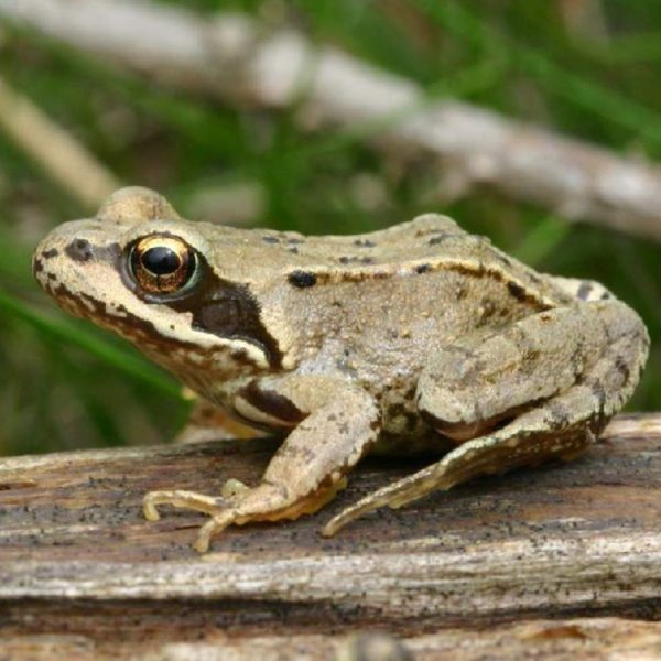 Травяная лягушка- краткое описание и фото - для детей