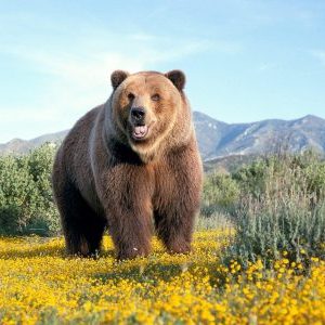 Бурый медведь - краткое описание и фото - для детей