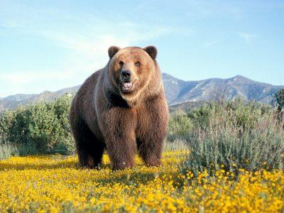 Бурый медведь - краткое описание и фото - для детей