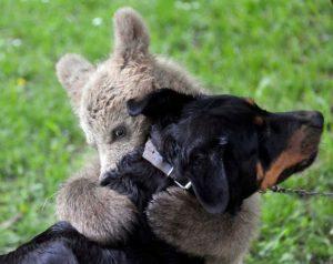 Сказка о собаке - Алексей Толстой - Медведь и собака - с картинками читать онлайн
