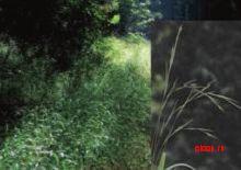 Коротконожка лесная (Псковской области) – Красная книга ПО – кратко описание, фото