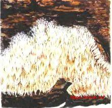 Дентипеллис ломкий – Красная книга ЛО – кратко описание, фото