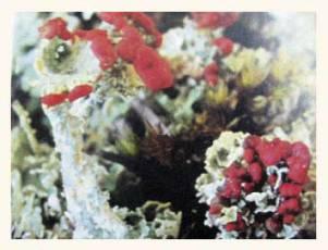 Кладония маргариткоцветковая Краснодарский край – Красная книга КК – кратко описание, фото