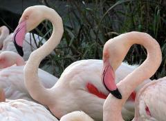 Обыкновенный фламинго – Красная книга КрК – кратко описание, фото