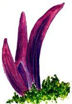 Клавария пурпуровая