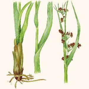 Меч-трава мартиуса – Красная книга КК – кратко описание, фото