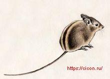 Степная мышовка – Красная книга РО – кратко описание, фото