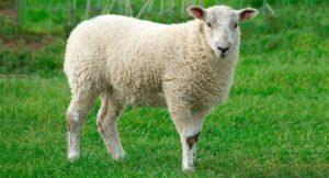 Овца- краткое описание и фото - для детей