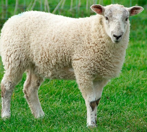Овца- краткое описание и фото - для детей