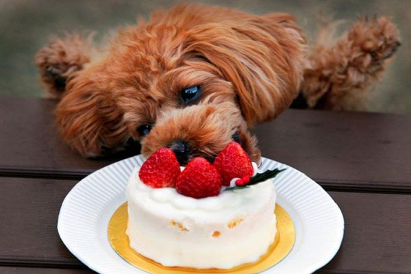 Собака ест торт