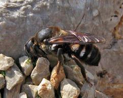 Пчела-каменщица лефебвра – Красная книга Крым – кратко описание, фото