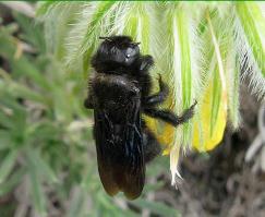 Пчела-плотник карликовая – Красная книга Крым – кратко описание, фото