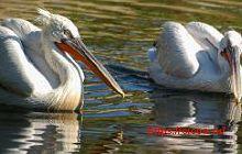 Кудрявый пеликан – Красная книга РО – кратко описание, фото