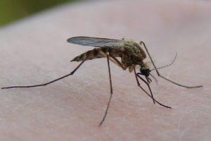 Комар обыкновенный- краткое описание и фото - для детей