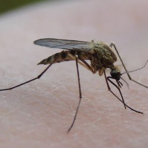 Комар обыкновенный- краткое описание и фото - для детей
