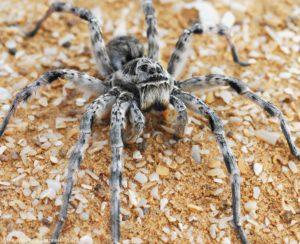 Южнорусский тарантул- краткое описание и фото - для детей