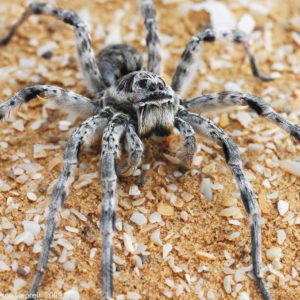 Южнорусский тарантул- краткое описание и фото - для детей