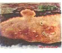 Ригидопорус шафранно-желтый – Красная книга ЛО – кратко описание, фото