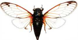 Степная  цикада – Красная книга ВО – кратко описание, фото