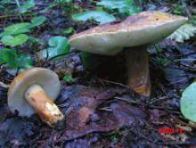 Каштановый гриб (Псковской области) – Красная книга ПО – кратко описание, фото