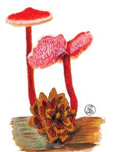 Аурискальпиум обыкновенный – Красная книга АО – кратко описание, фото
