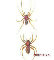 Болотный паук – Красная книга ЛО – кратко описание, фото