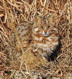 Амурский лесной кот – Красная книга АО – кратко описание, фото