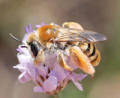 Мохноногая пчела тёрёка – Красная книга Крым – кратко описание, фото