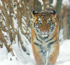 Амурский тигр Амурская область – Красная книга АО – кратко описание, фото