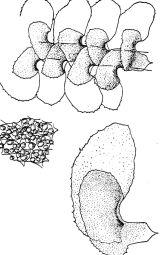 Макродиплофиллум мелкозубчатый