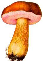 Желчный гриб, ложный белый гриб – Красная книга КрК – кратко описание, фото