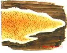 Церипориопсис сухой