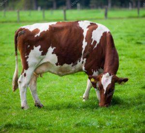 Корова и бык- краткое описание и фото - для детей