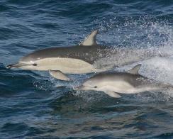 Дельфин-белобочка – Красная книга Крым – кратко описание, фото