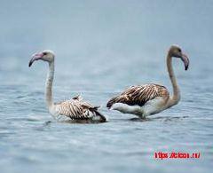 Фламинго обыкновенный (Красная книга Крыма)