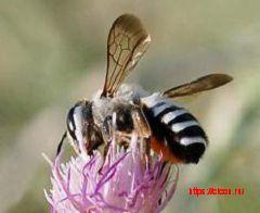Пчела-листорез белополосая – Красная книга Крым – кратко описание, фото